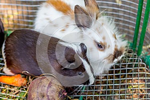 White fluffy rabbit and black guinea pig in a cage. Animals are friends_