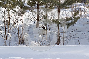 A white fluffy rabbit with dark ears sits on the snow in the winter forest. White hare in a snowy forest in Russia.