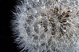 White fluffy round dandelion with rain water drops on a black background, macro. Round head of summer plants