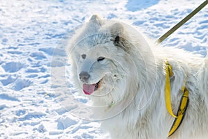 White fluffy Samoyed dog language. close-up portrait