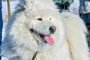 White fluffy Samoyed dog language. close-up portrait