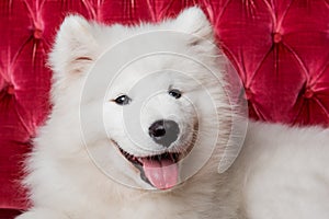 White fluffy Samoyed dog puppy on the red luxury couch