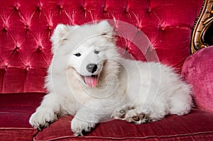 White fluffy Samoyed dog puppy on the red luxury couch
