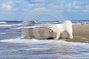 White fluffy Samoyed dog walks along the beach on the background of the stormy sea.