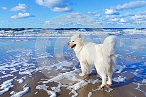 White fluffy Samoyed dog walks along the beach on the background of the stormy sea