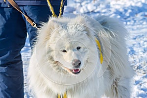 White fluffy Samoyed on a leash. close-up portrait