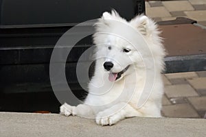 White and fluffy Samoyed pup is looking very smart