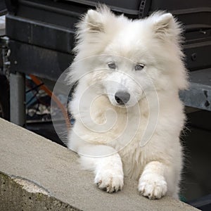 White and fluffy Samoyed pup is looking very smart