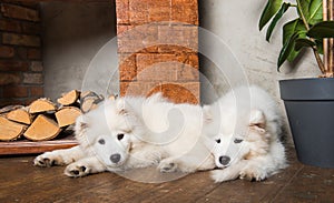 White fluffy Samoyed puppies dogs near the fireplace with firewood