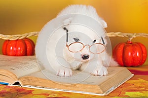 White fluffy Samoyed puppy dog with book