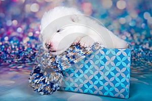 White fluffy Samoyed puppy dog in a Christmas gift box