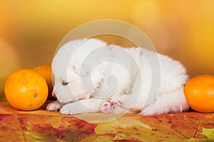 White fluffy Samoyed puppy dog with orange