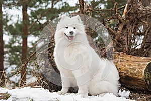 White fluffy Samoyed is walking in the forest, Balta kapa in Baltic, Latvia