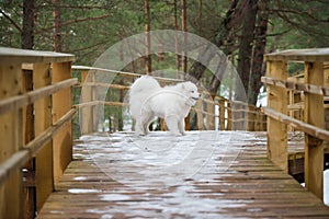 White fluffy Samoyed is walking in the forest, Balta kapa in Baltic, Latvia