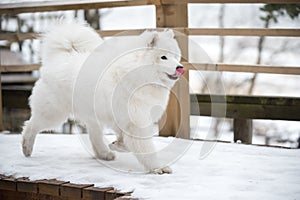 White fluffy Samoyed is walking in the forest, Balta kapa in Baltic, Latvia