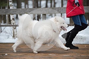 White fluffy Samoyed is walking in the forest, Balta kapa in Baltic, Latvia