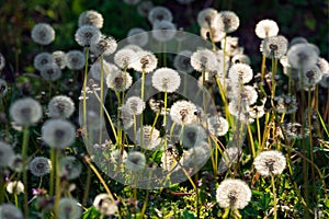 White fluffy seed ball dandelions after bloom at sunset close up. Spring and nature concept