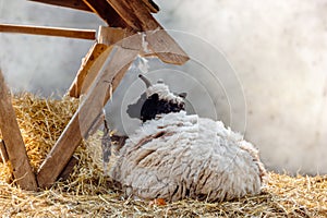 White fluffy sheep rest in hay near feeder on farm