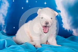 White fluffy small Samoyed puppy dog is on blue background