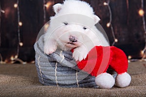 White fluffy small Samoyed puppy dog in a Christmas gift box