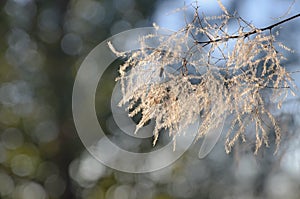 White fluffy smoke tree branch on blue-green background