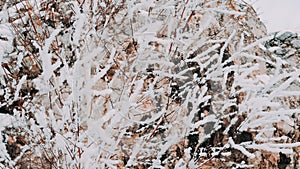 White fluffy snow falls in the forest.