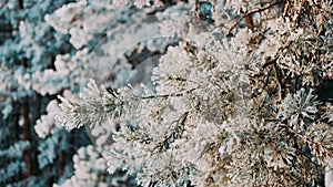 White fluffy snow falls in the forest.