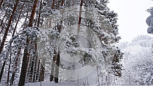 White fluffy snow falls in the forest. Coniferous trees are covered with snow.