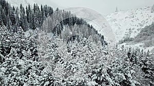 White fluffy snow falls in the forest. Festive mood. Coniferous trees are covered with snow.