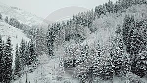 White fluffy snow falls in the forest. Festive mood. Coniferous trees are covered with snow.