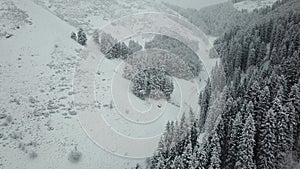 White fluffy snow falls in the forest. Festive mood. Coniferous trees are covered with snow.