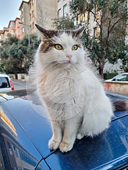 White fluffy stray cat with green eyes