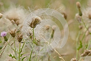 White fluffy thistle seeds on overblown flowers