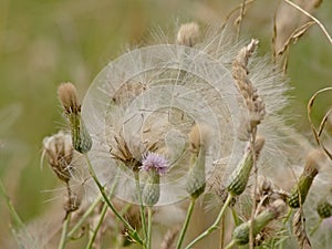 White fluffy thistle seeds on overblown flowers