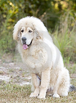 White fluffy Tibetan Mastiff mix breed dog adoption rescue photo