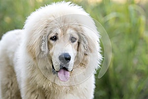 White fluffy Tibetan Mastiff mix breed dog adoption rescue photo