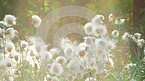 White fluffy wild flowers similar to dandelions Field milk thistle swaying in the wind on sunset 4K