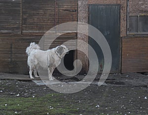 White flufy watchdog dog on chain standing in the yard of wooden shabby house. Muted color, vinage look