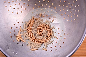 White fly larvae, maggots , close-up. Bait for anglers