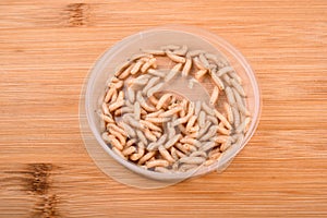 White fly larvae, maggots , close-up. Bait for anglers