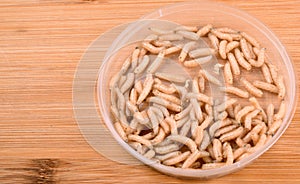 White fly larvae, maggots , close-up. Bait for anglers