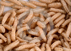 White fly larvae, maggots , close-up. Bait for anglers
