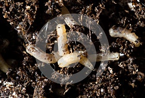 White fly larvae in the soil. macro