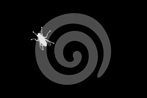 White fly silhouette on black background isolated close up, diptera bloodsucking insect macro, insect sign, pest bug symbol photo