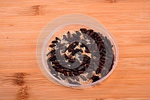 White fly worm. Fly brown larvae, close-up. Bait for anglers