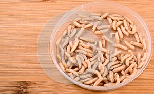 White fly larvae, maggots , close-up. Bait for anglers photo
