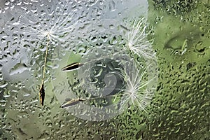 White flying dandelion fluff stuck to the glass with raindrops