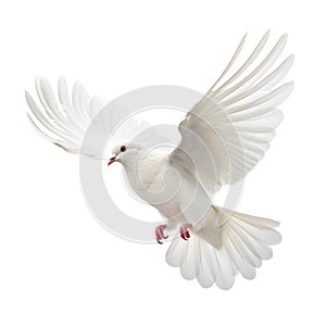 White flying dove, flying bird