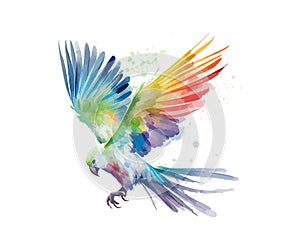 White flying parrot with watercolor rainbow wings. Vector illustration