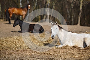 White foal